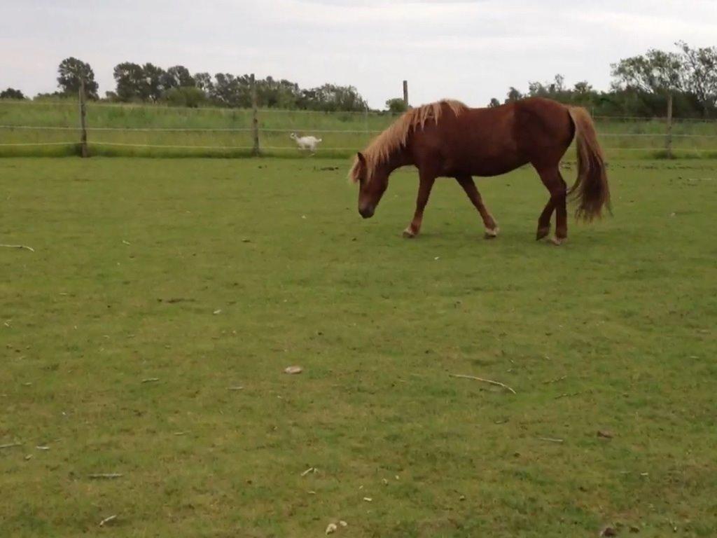 Islænder Vaka [tidl. Part] billede 1