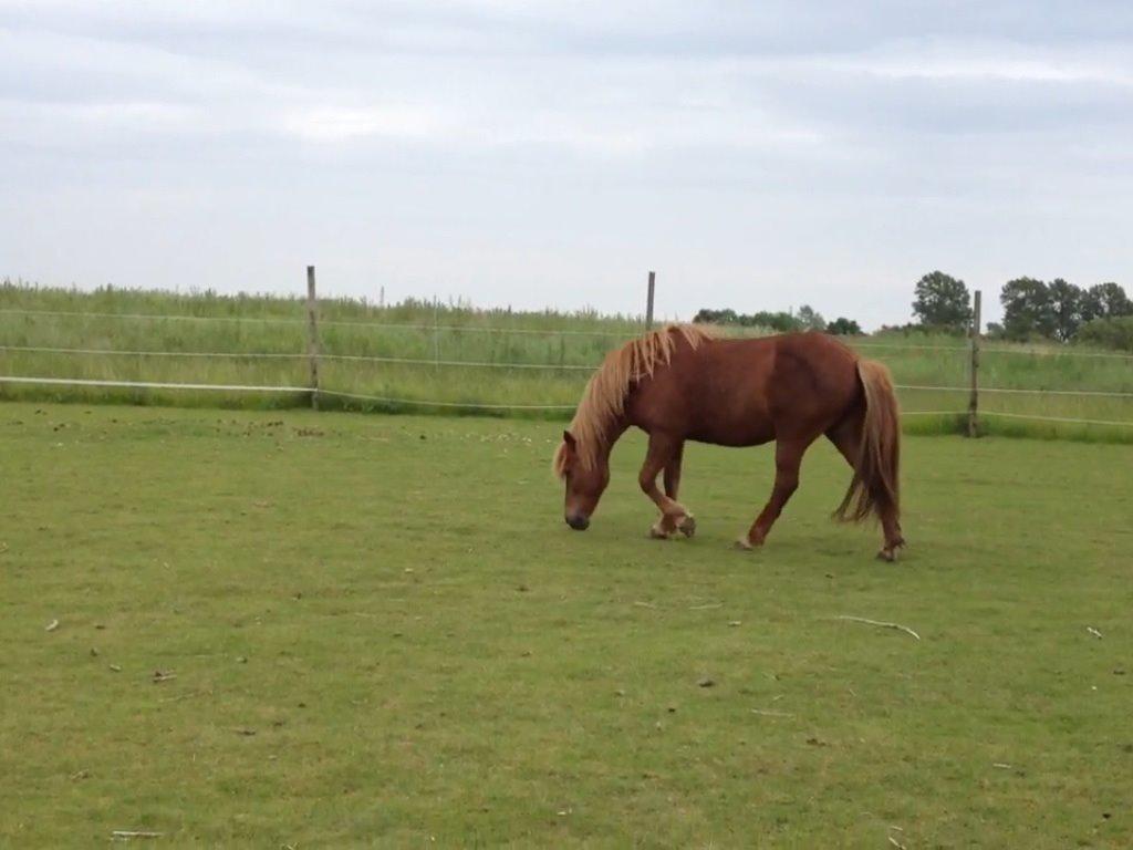 Islænder Vaka [tidl. Part] billede 2