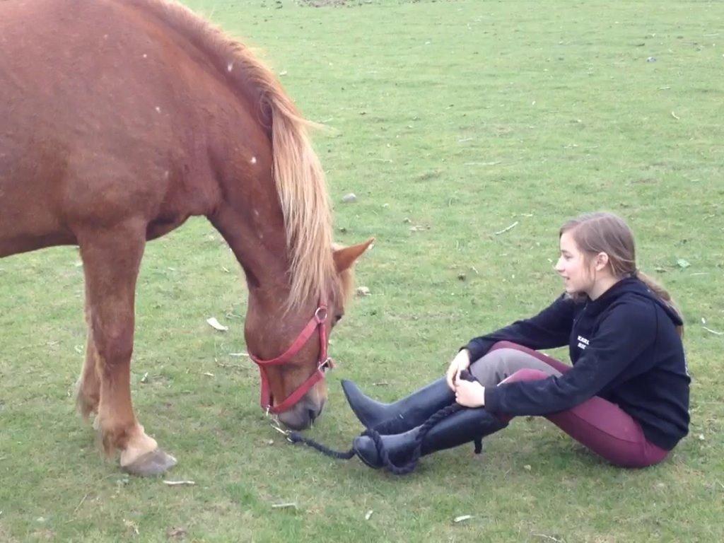 Islænder Vaka [tidl. Part] billede 3