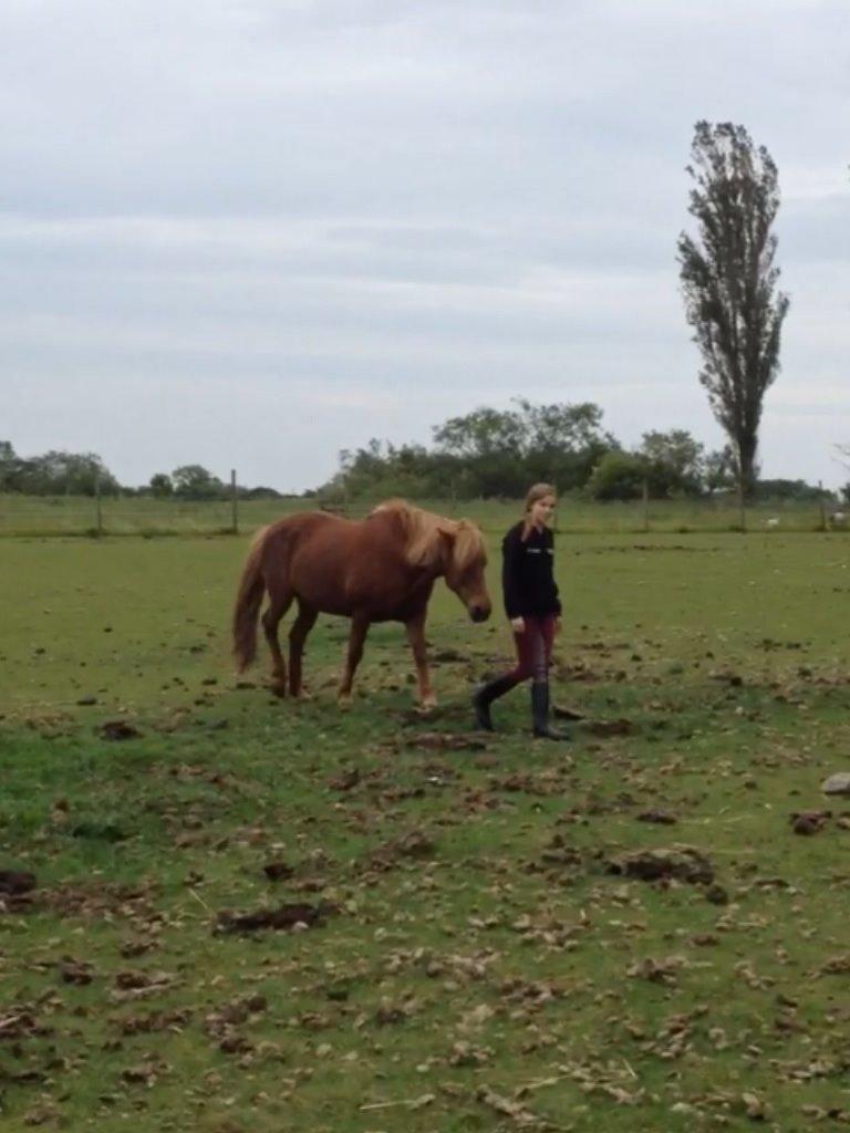 Islænder Vaka [tidl. Part] billede 4