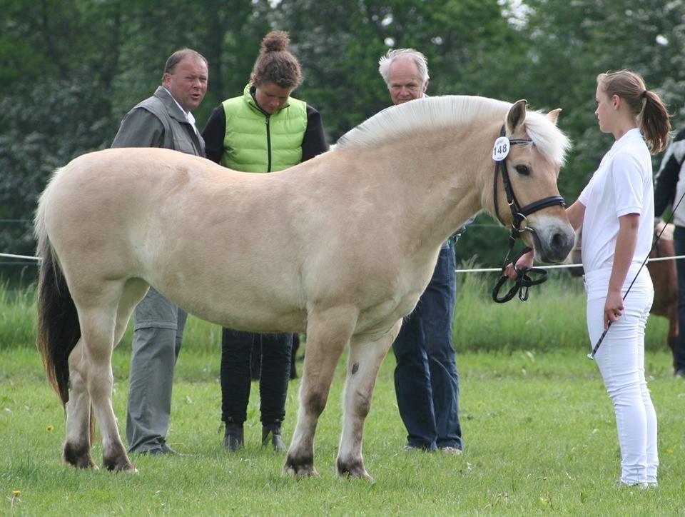 Fjordhest Ragna - K aka. Pony SOLGT :( - Gl.estrup Landbrugsmesse 2014 mønstrings konkurrencen <3 billede 12
