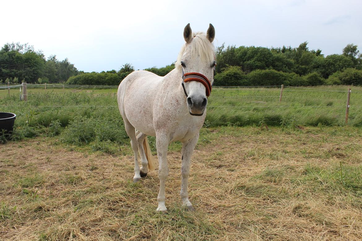 Arabisk fuldblod (OX) Shadow (Himmelhest) billede 11