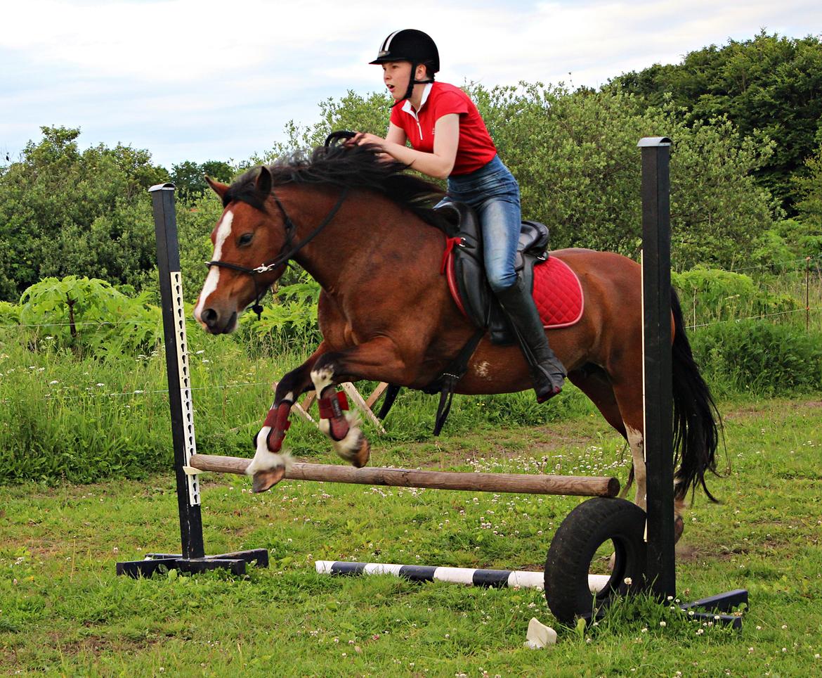 Anden særlig race Hesdalskær's Victoria - Juni 2014 | PERFEKTE PONYPRUT! ♥. billede 10