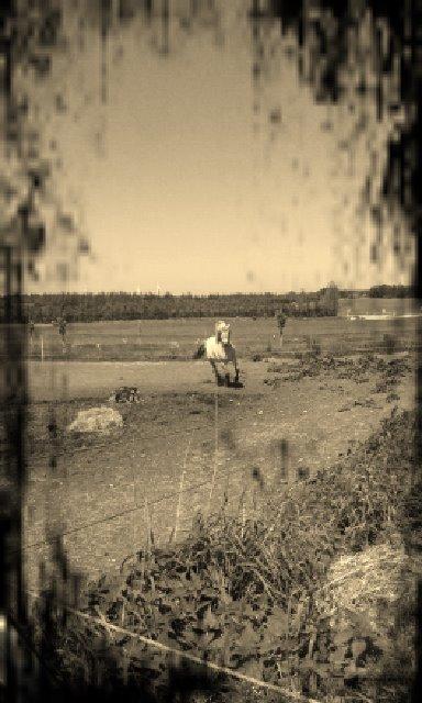 Anden særlig race Ronja Mussen billede 12