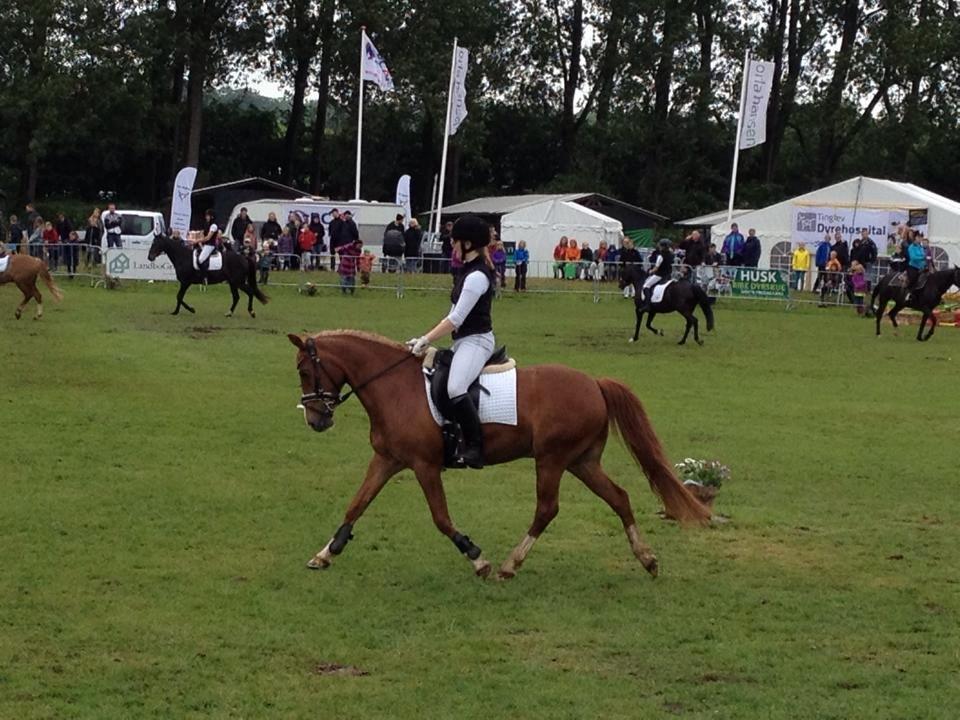 DSP Sønderskovs Cayenne - Dyreskue 2014.  billede 10