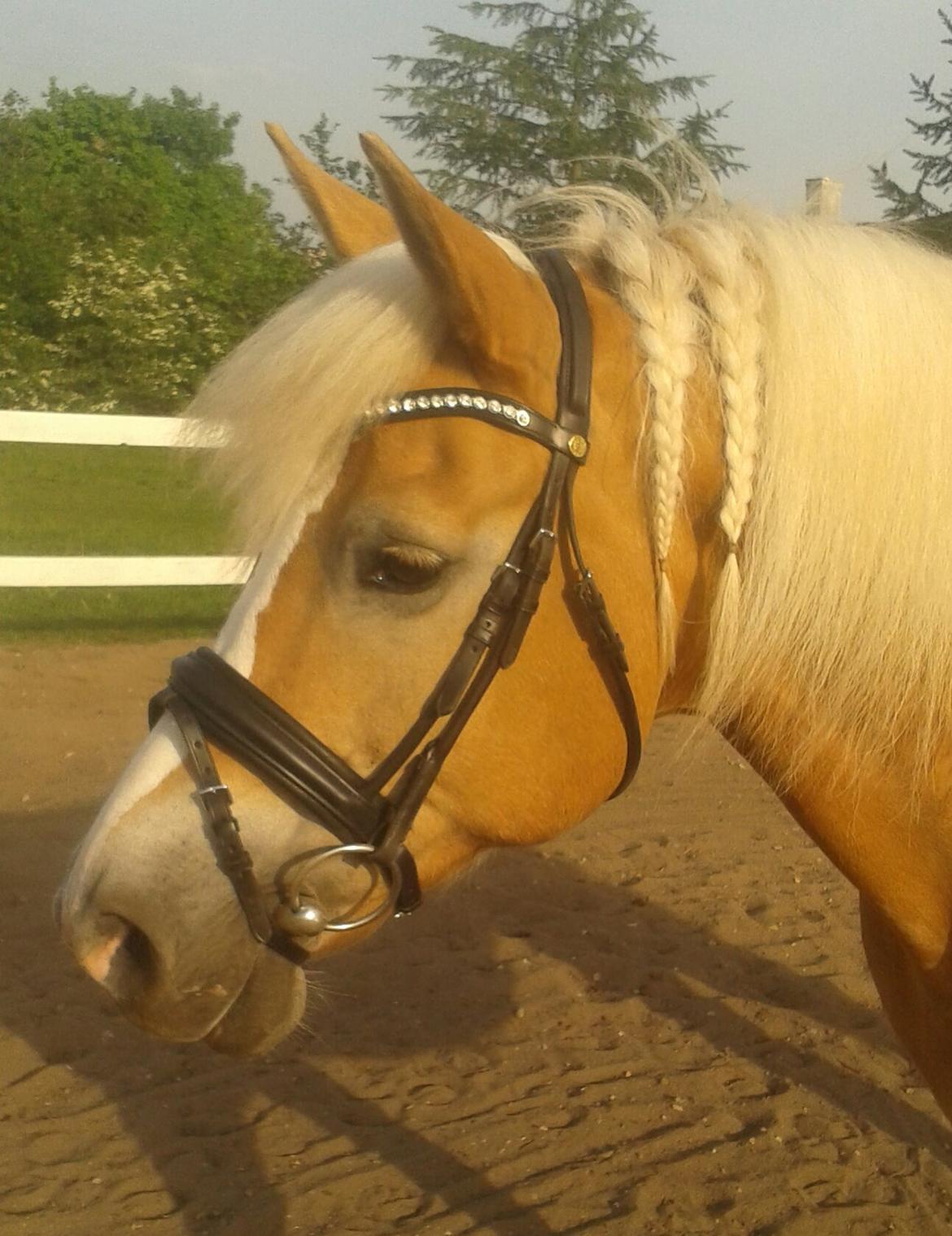 Haflinger Grynet (Kaldes Gry) billede 14