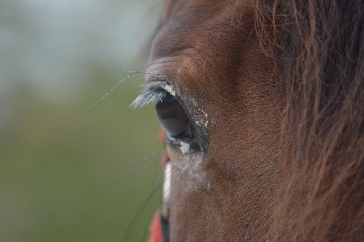 Dansk Varmblod Fiona *Fio* - sødeste indianer hest <3 billede 5