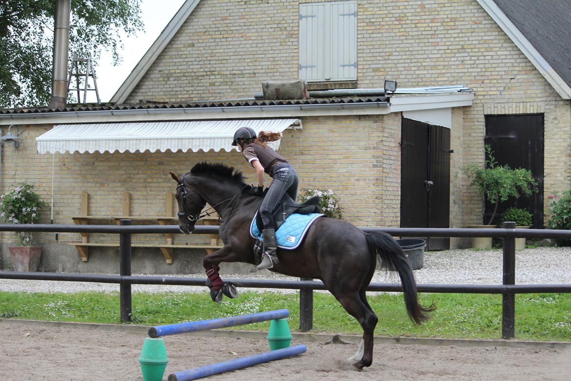 Dansk Varmblod Don poséidon F.J. - dato.6/6-2014 dyret kan sku springe ;) billede 12