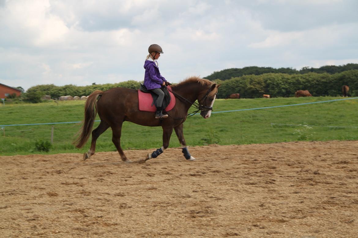 Anden særlig race Mikado - dressur med min smukke dreng. billede 13