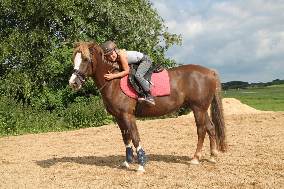 Anden særlig race Mikado billede 18