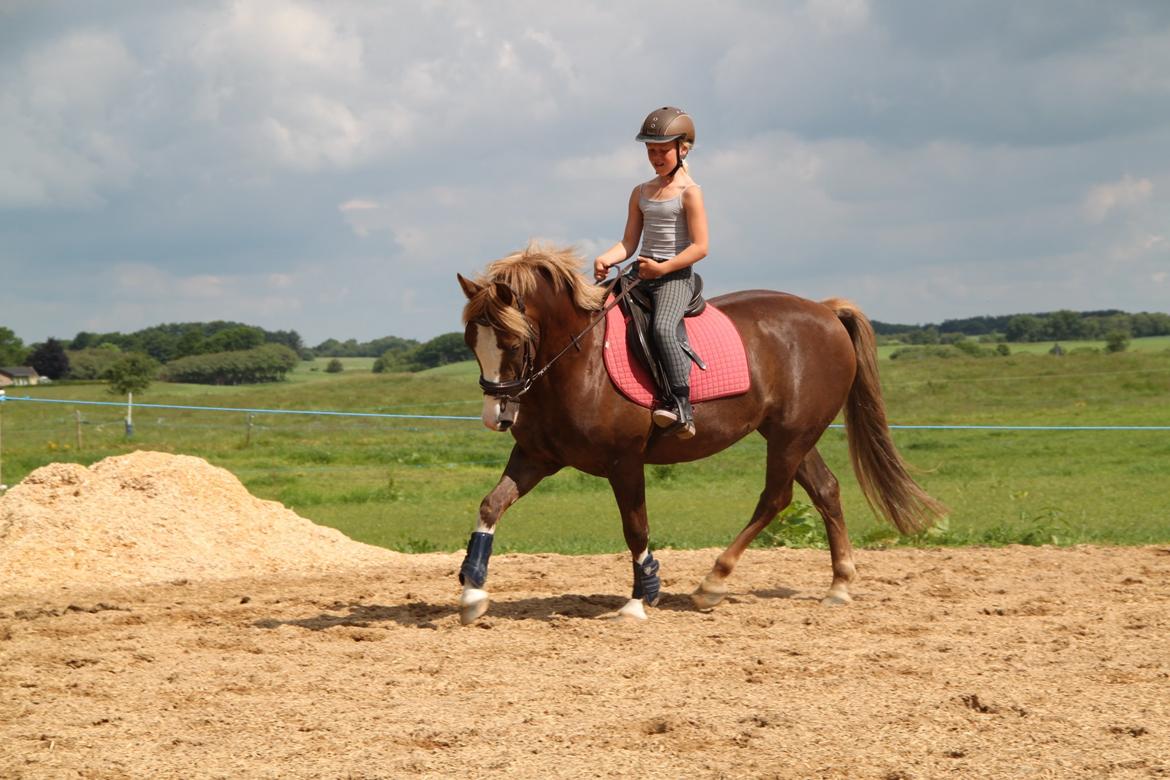 Anden særlig race Mikado - smukke billede 19