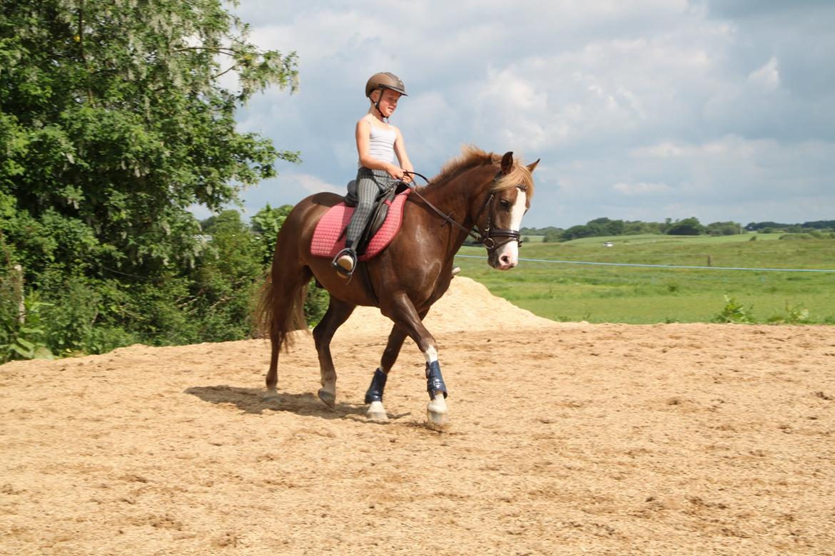 Anden særlig race Mikado billede 20
