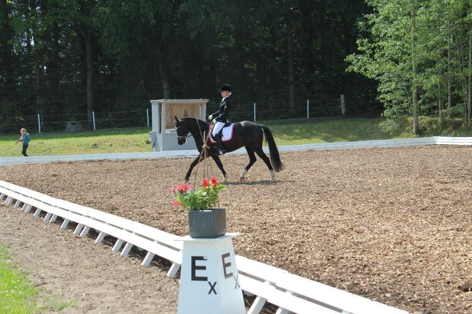 DSP KAVSGAARDS FABIAN *B-pony* - Morsø 2014 <3 billede 3