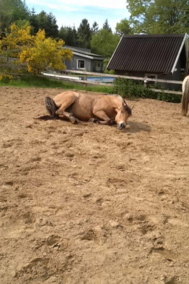 Anden særlig race Fidler billede 24