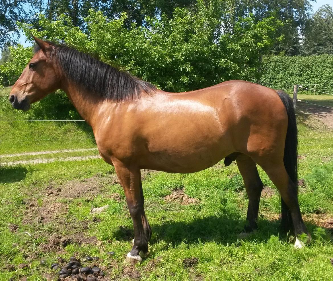 Anden særlig race Anton - D. 07 Juli 2014 efter at være blevet vasket :) billede 35