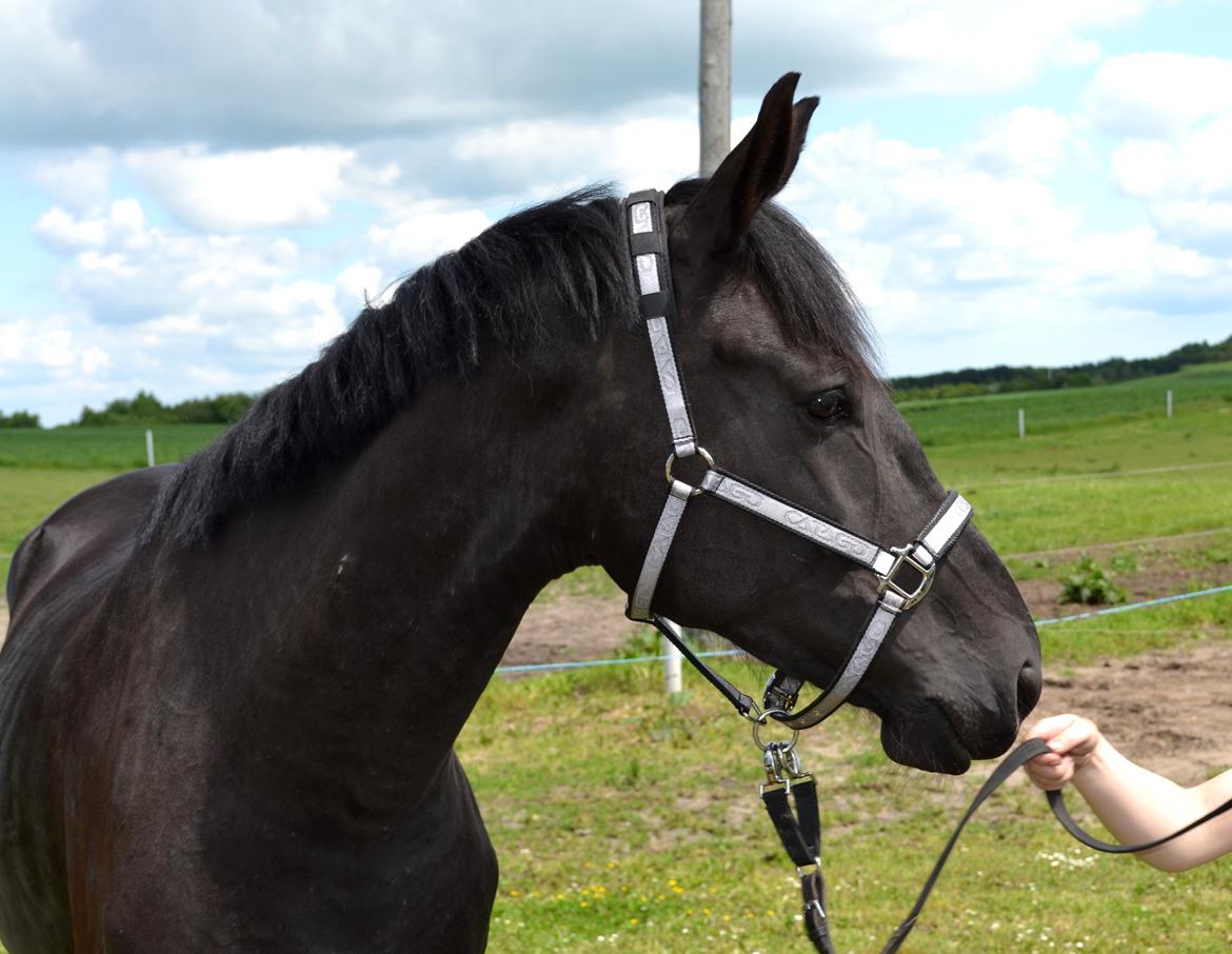 Anden særlig race Don Felix *Flexen* - 7 juni 2014 - står og venter på dyrlægen kommer :-) billede 19