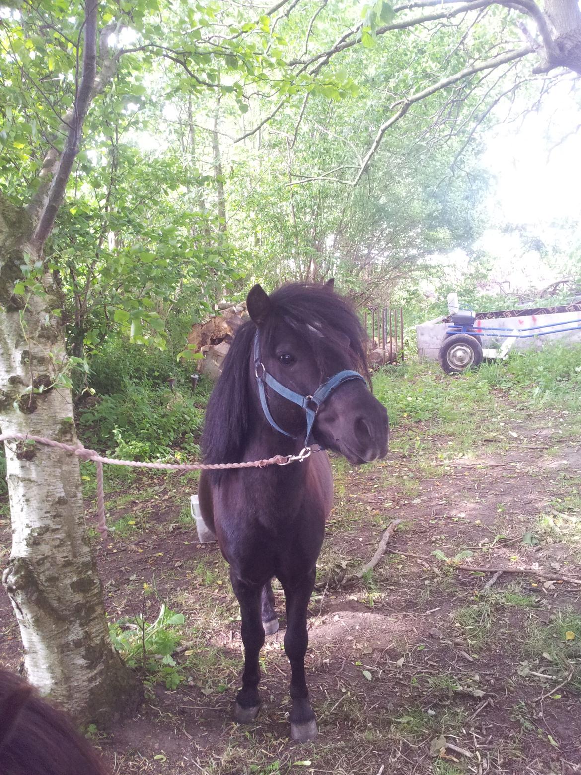 Anden særlig race Prins billede 21