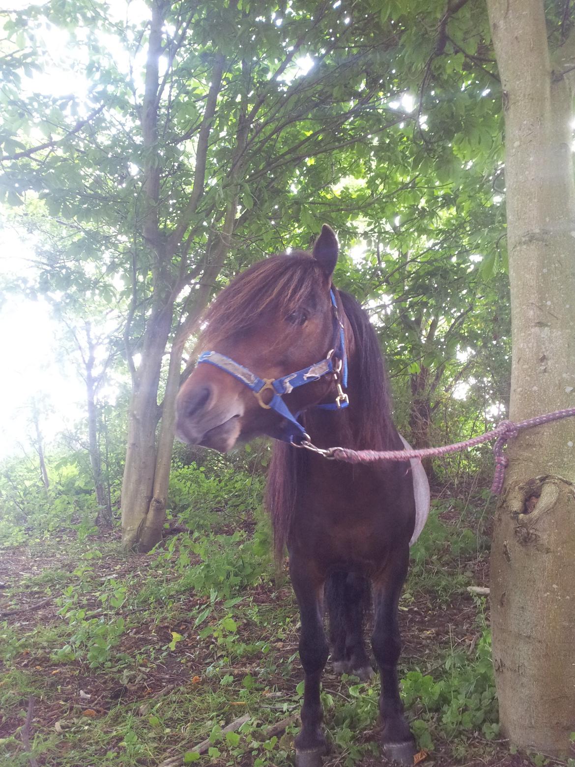 Anden særlig race Jolly Jumper billede 22