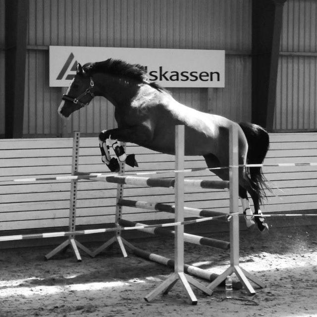 Anden særlig race Hope - 120 cm - 07/06-14! Første gang hun var til løsspring hos mig :-)  billede 4