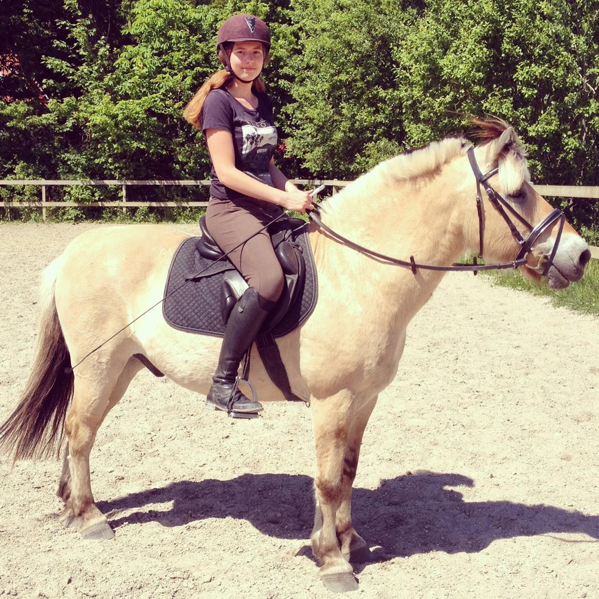 Fjordhest Thor - Hej og velkommen til Thors profil! billede 1