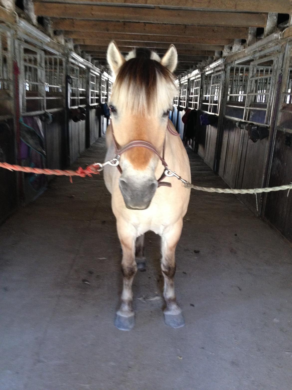 Fjordhest Thor - Thor inde i stalden efter en ridetur. billede 4