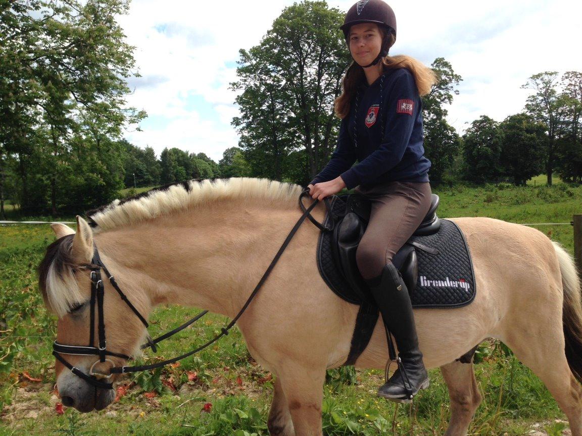 Fjordhest Thor - Thor og jeg på vej i skoven. billede 5