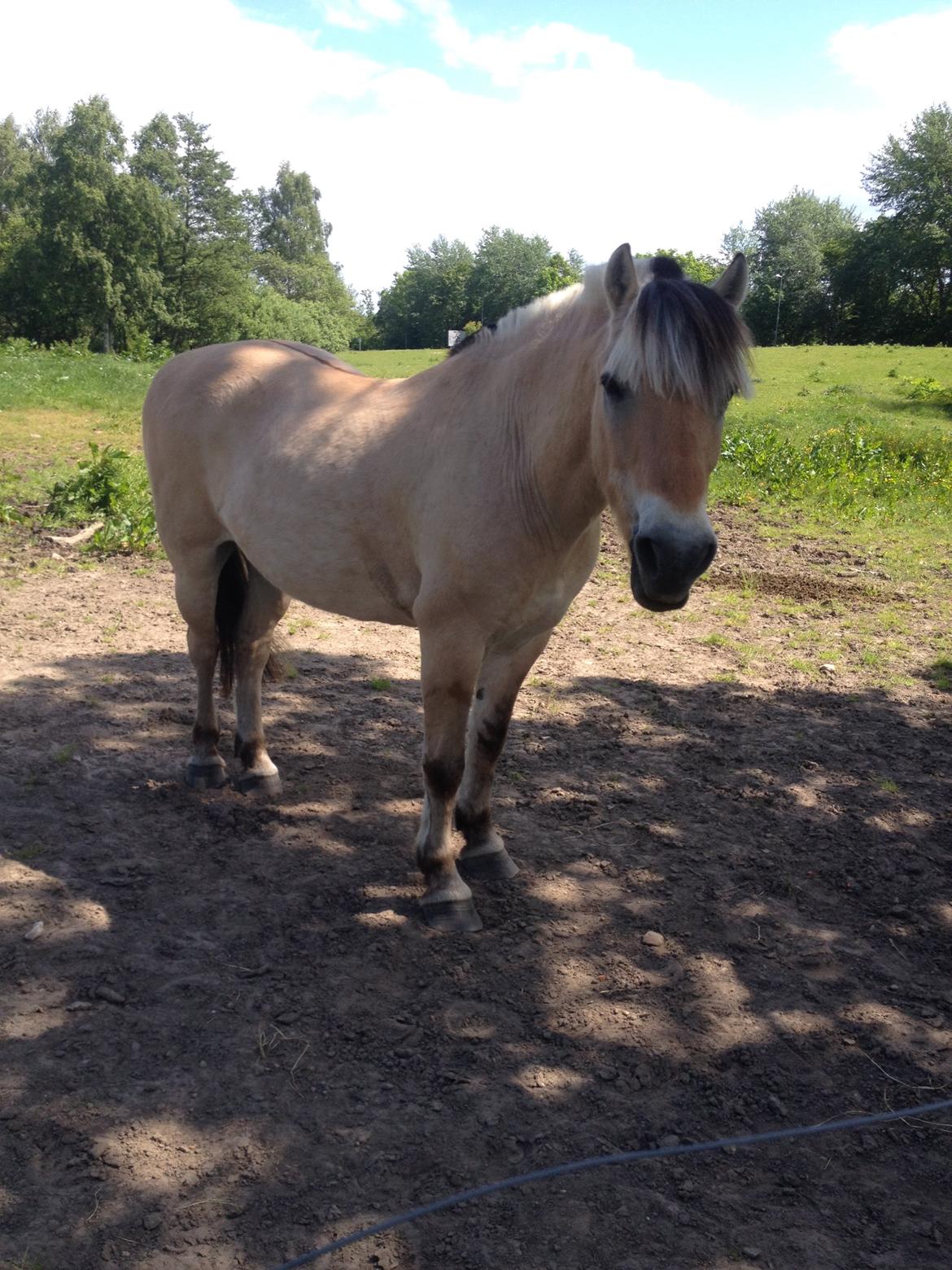 Fjordhest Thor - Thor står og ser lækker ud, haha. billede 6