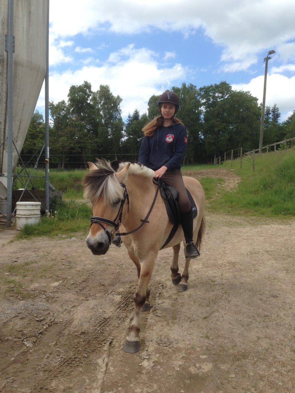 Fjordhest Thor - Thor og jeg på vej i skoven! billede 19