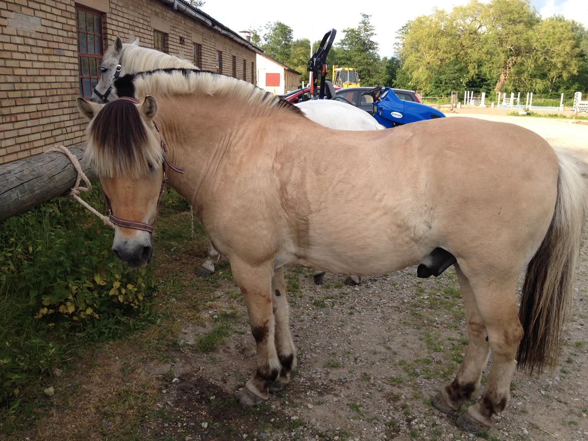 Fjordhest Thor - Thor efter en skovtur. billede 10