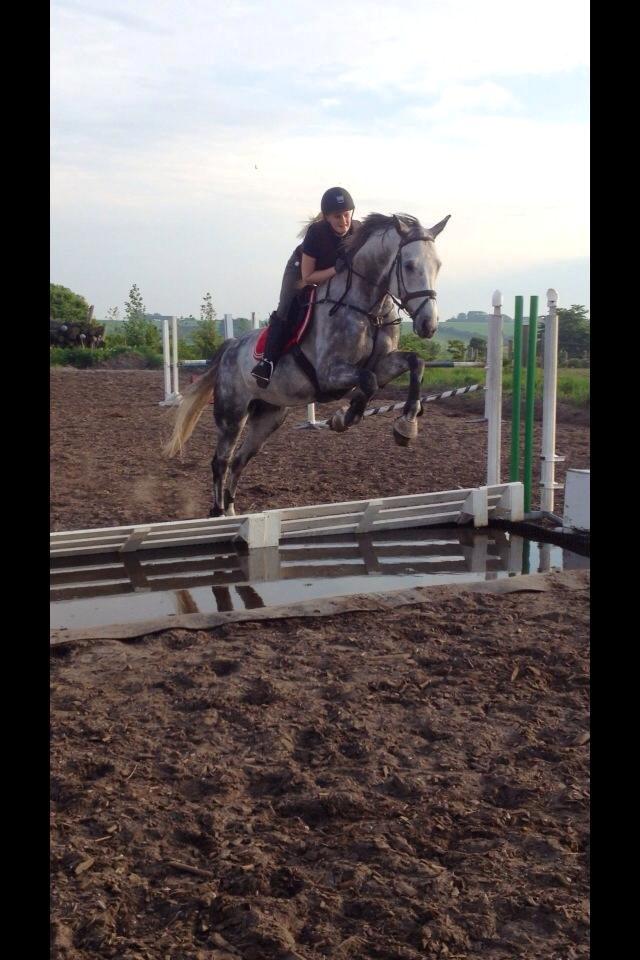 Dansk Varmblod Voldbygaards Cortus - Første gang han springer vand, i første forsøg! <3 billede 13