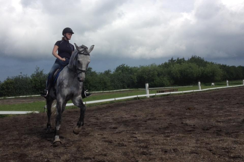 Dansk Varmblod Voldbygaards Cortus billede 14