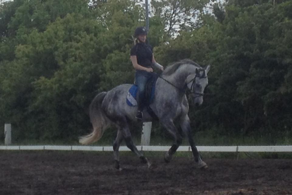 Dansk Varmblod Voldbygaards Cortus billede 15