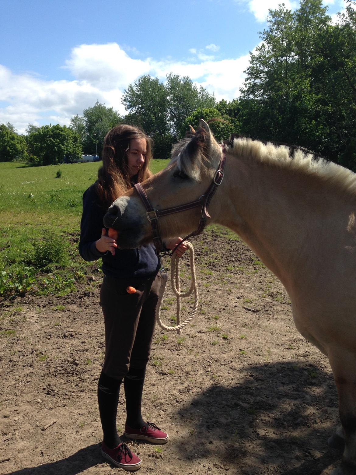 Fjordhest Thor - Thor får lige sin godbid inden han bliver sat på fold. billede 17