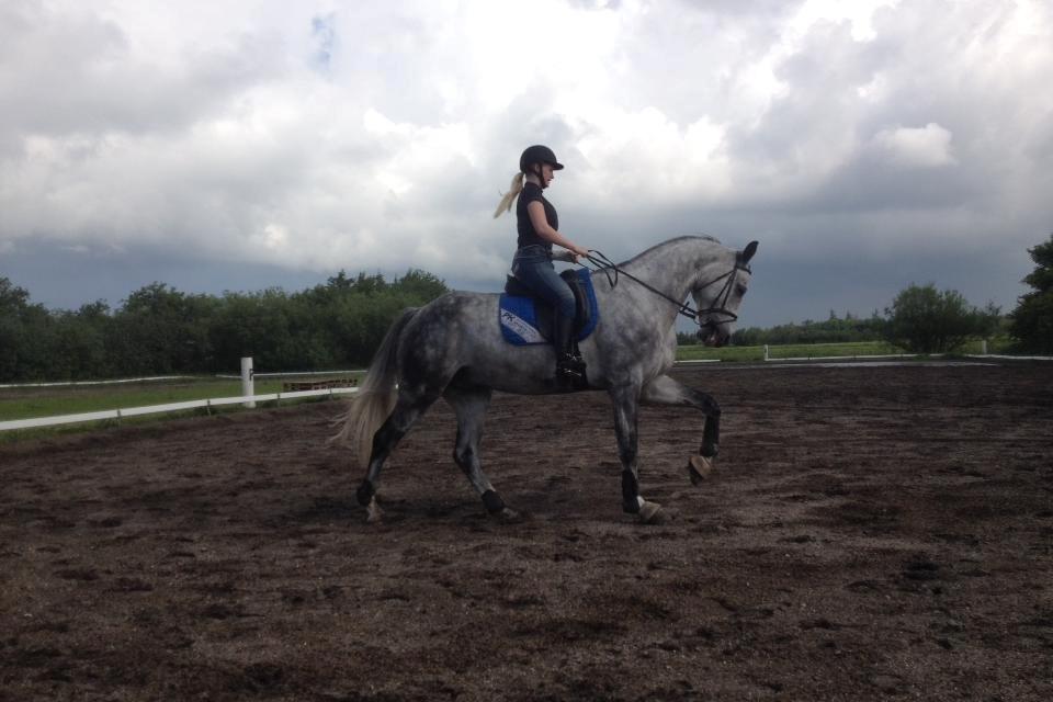 Dansk Varmblod Voldbygaards Cortus billede 16