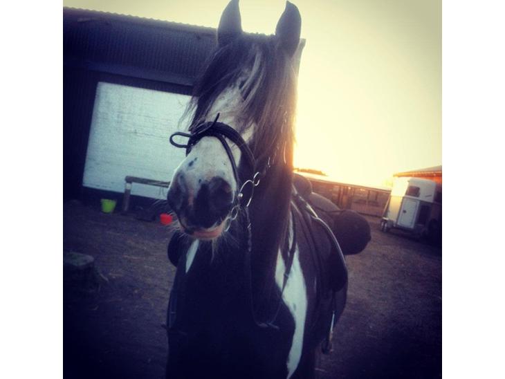 {{currentPhoto.altText}} billede {{currentPhoto.number}}