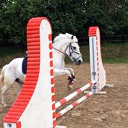 Anden særlig race Sofus