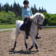 Anden særlig race Snehvide *solgt*