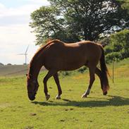 Dansk Varmblod Nico Nørgård