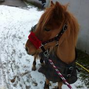 Anden særlig race KDO's Mini Max