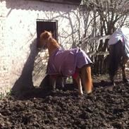 Anden særlig race KDO's Mini Max