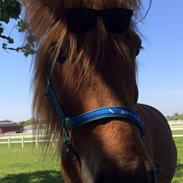 Anden særlig race KDO's Mini Max