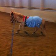 Anden særlig race KDO's Mini Max