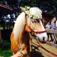 Haflinger Søspringda