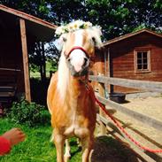 Haflinger Søspringda