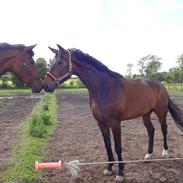 Dansk Varmblod Lucky Ley