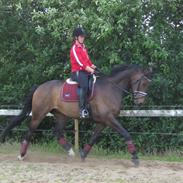 Dansk Varmblod Lucky Ley