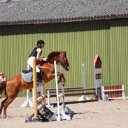 Anden særlig race Carfax