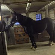 Welsh Cob (sec D) taffy