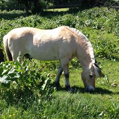 Fjordhest Thor