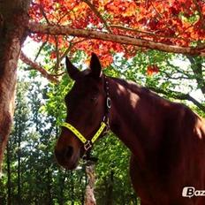 Fuldblod (XX) Star Light [R.I.P]